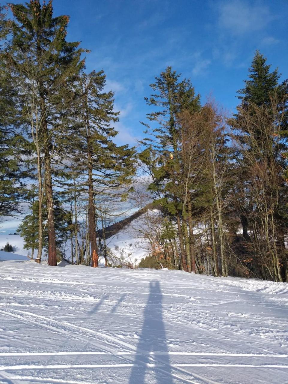 Titisee Haus Vogelnest Apartman Kültér fotó